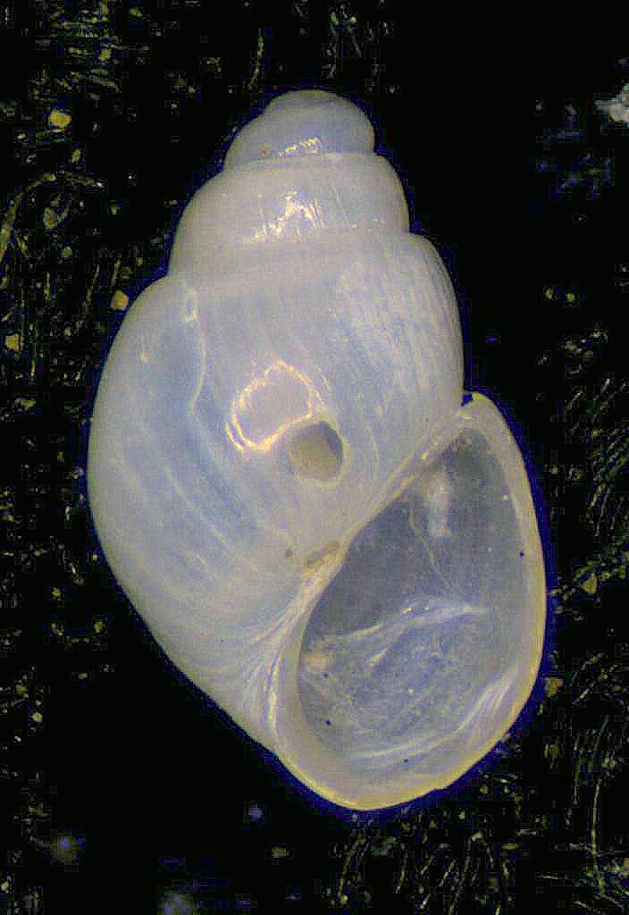 Odostomia